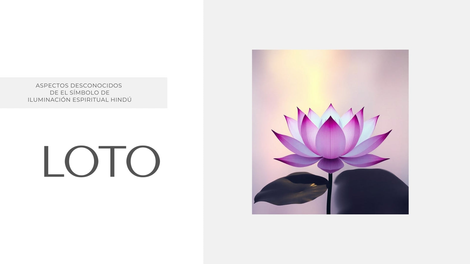 Loto | Aspectos Desconocidos