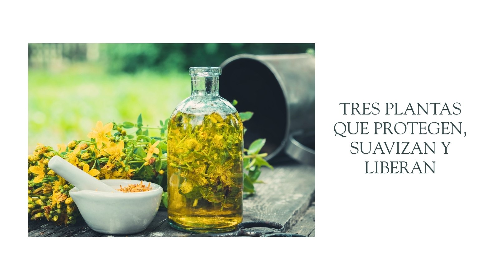 Tres Plantas Que Protegen, Suavizan y Liberan