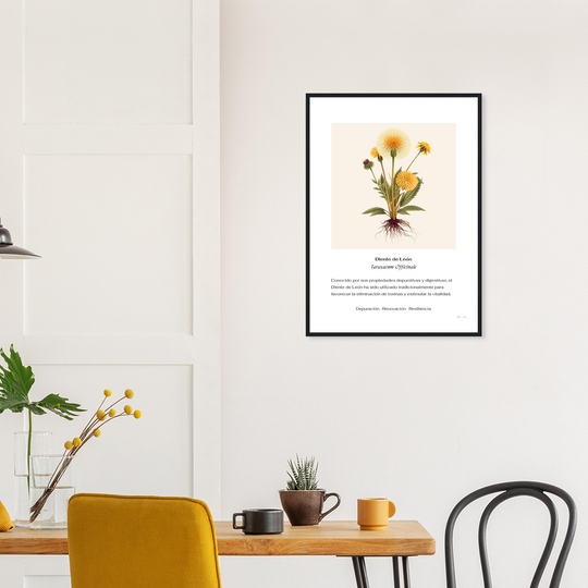 Ilustración botánica vintage de Diente de León Taraxacum officinale con raíces visibles y texto sobre renovación