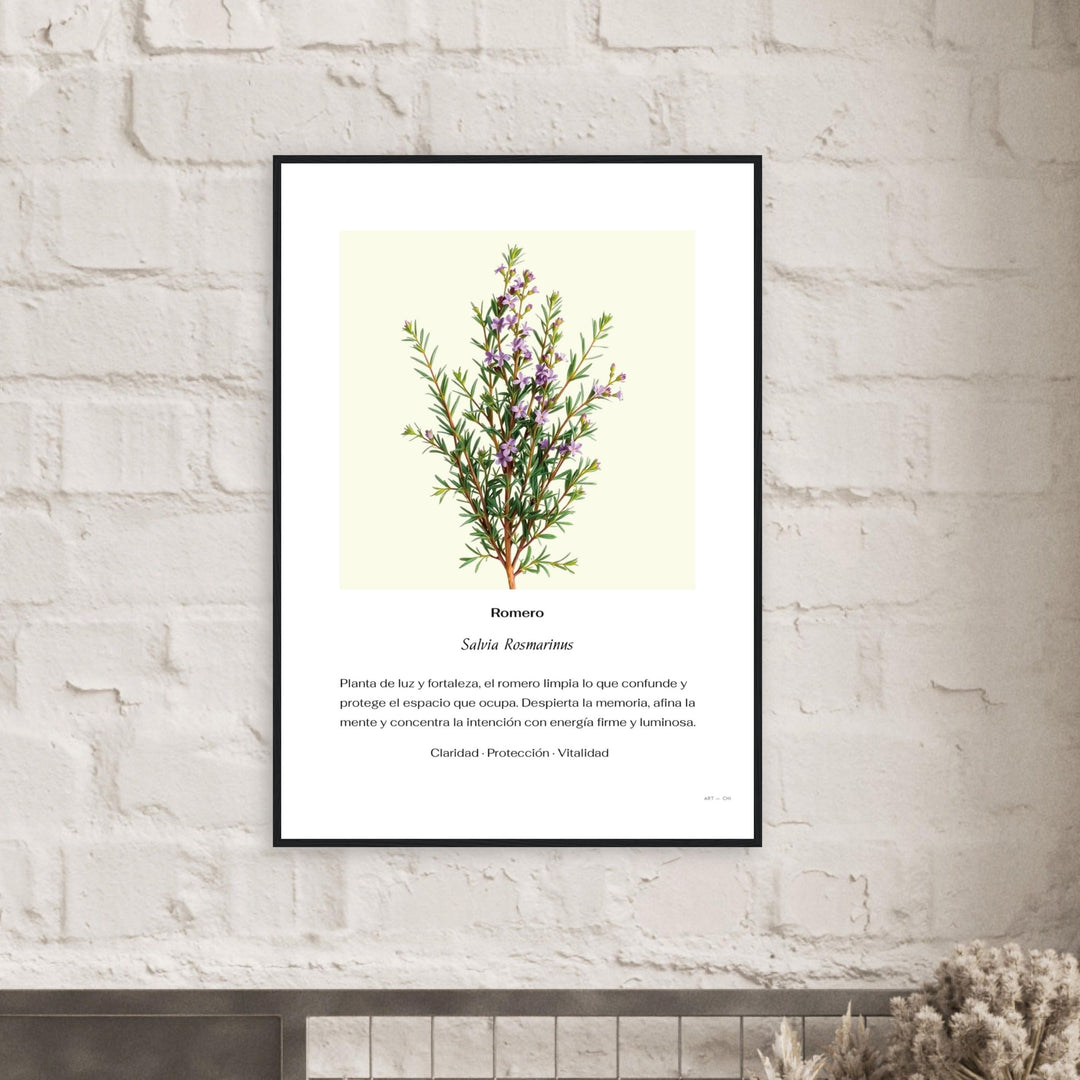 Lámina botánica contemporánea  de romero (Salvia rosmarinus) en estilo ilustración premium, cuadro decorativo Feng Shui con fondo neutro y marco negro de madera.