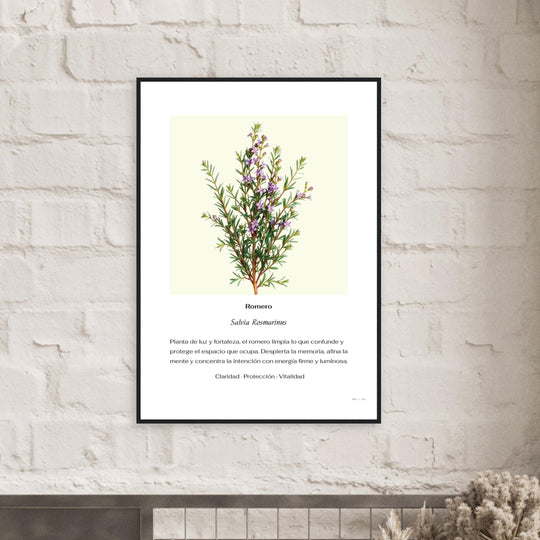 Lámina botánica contemporánea  de romero (Salvia rosmarinus) en estilo ilustración premium, cuadro decorativo Feng Shui con fondo neutro y marco negro de madera.